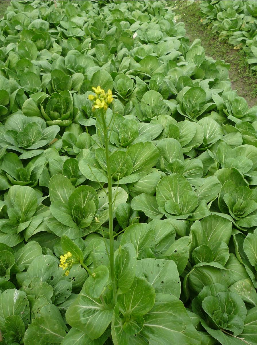 20101127 THE Organic Farm21
